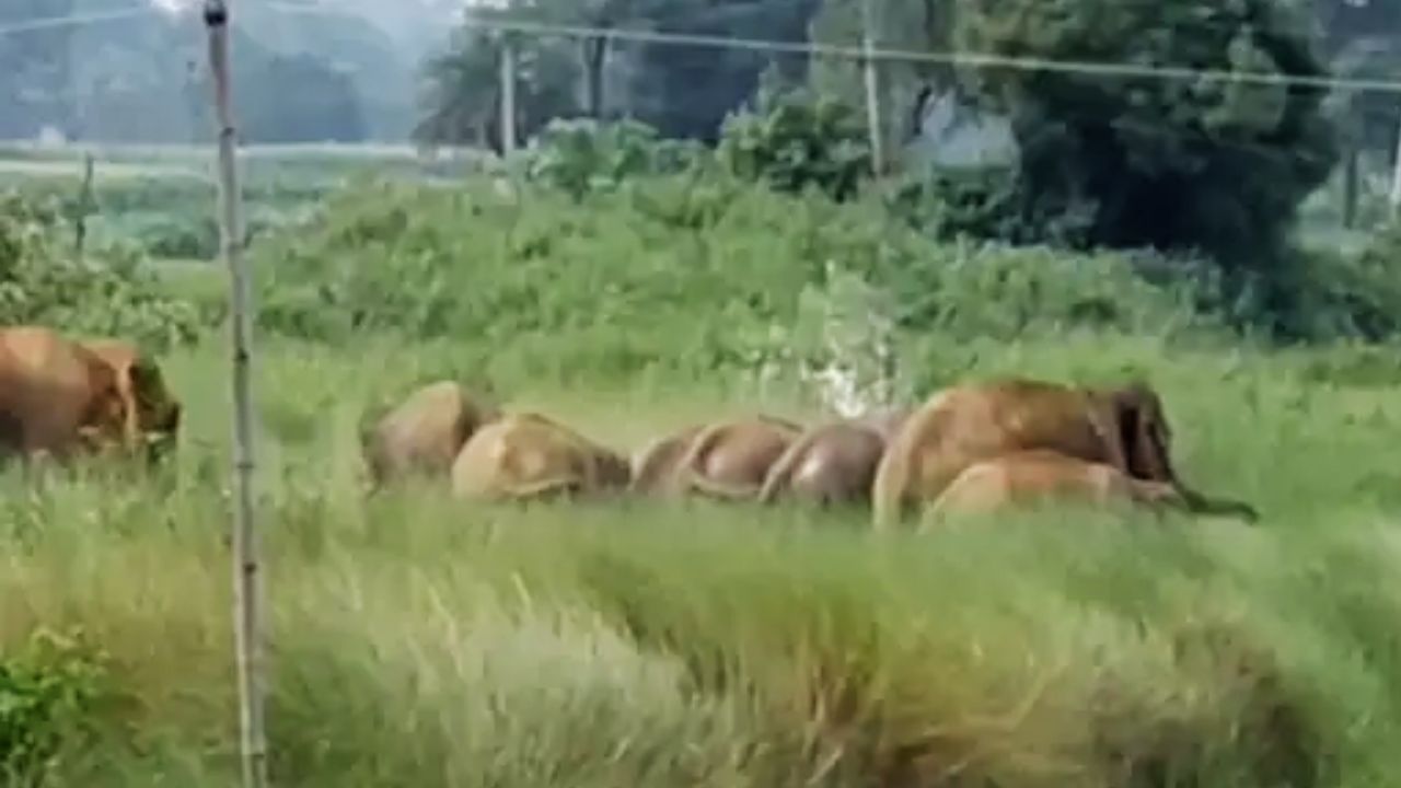 हाथियों