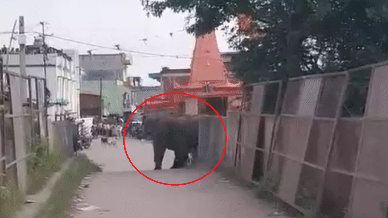 हाथियों
