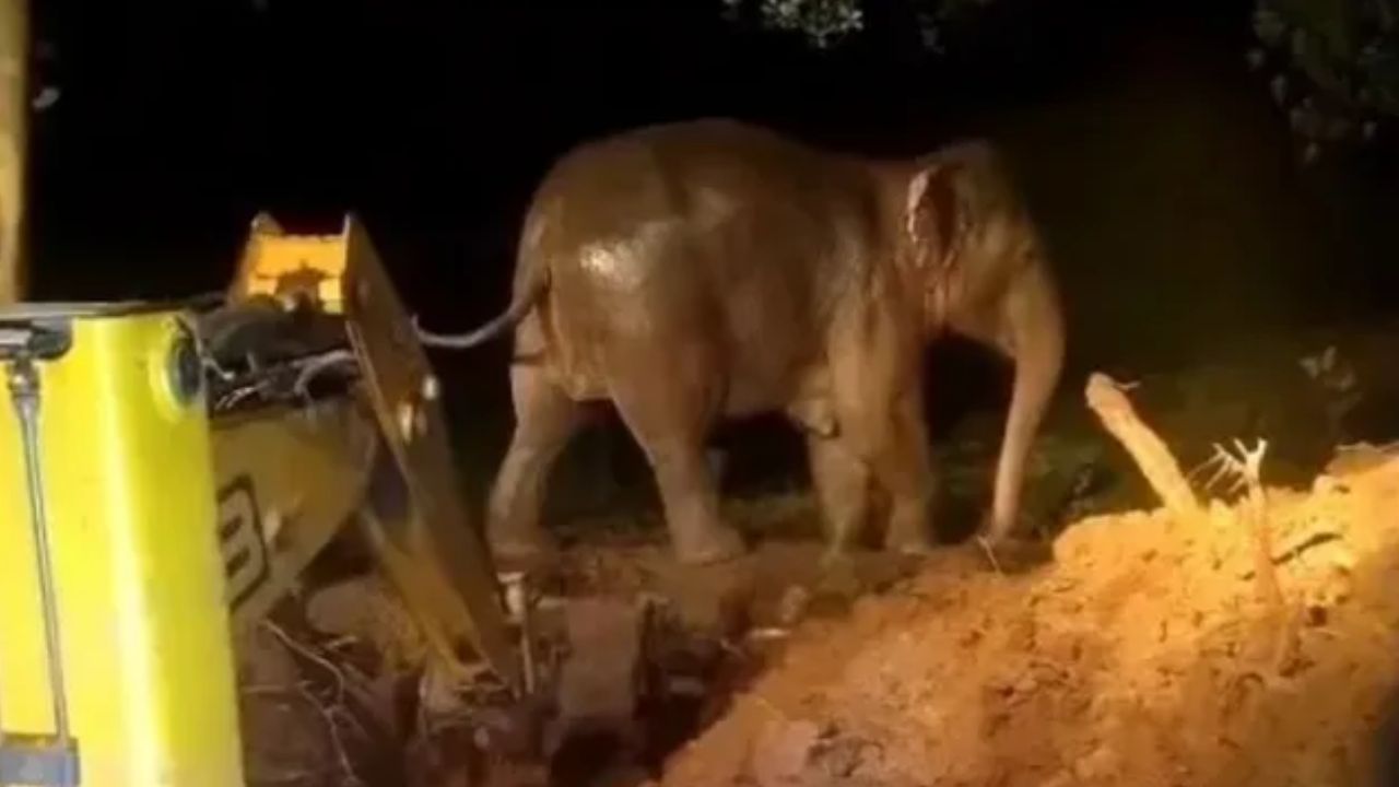 हाथी