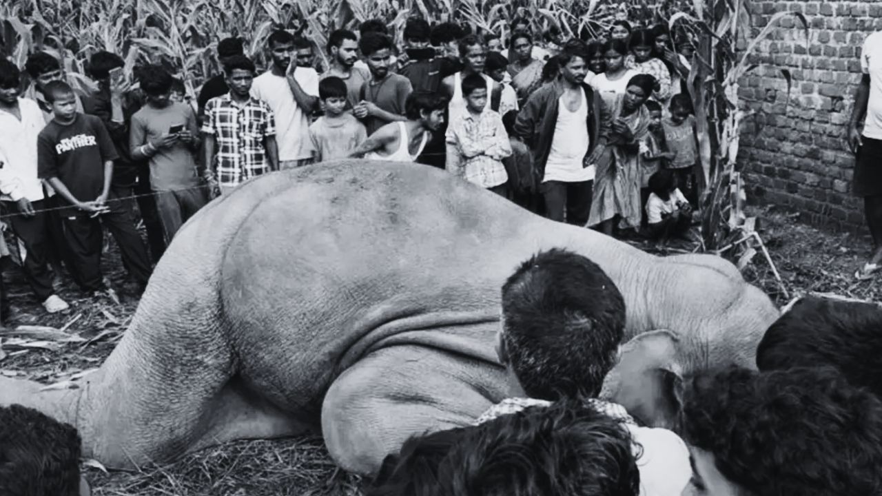 हाथी