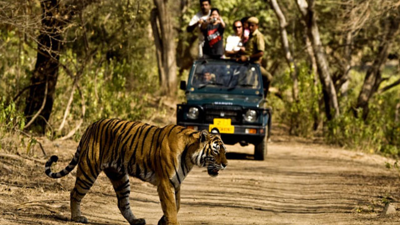 जंगल सफारी