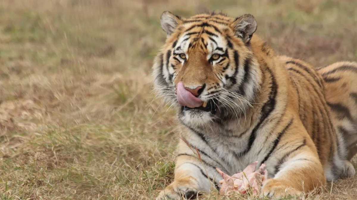 बाघों की दहाड़
