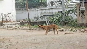 कुत्ते के मुंह में मिला नवजात का शव