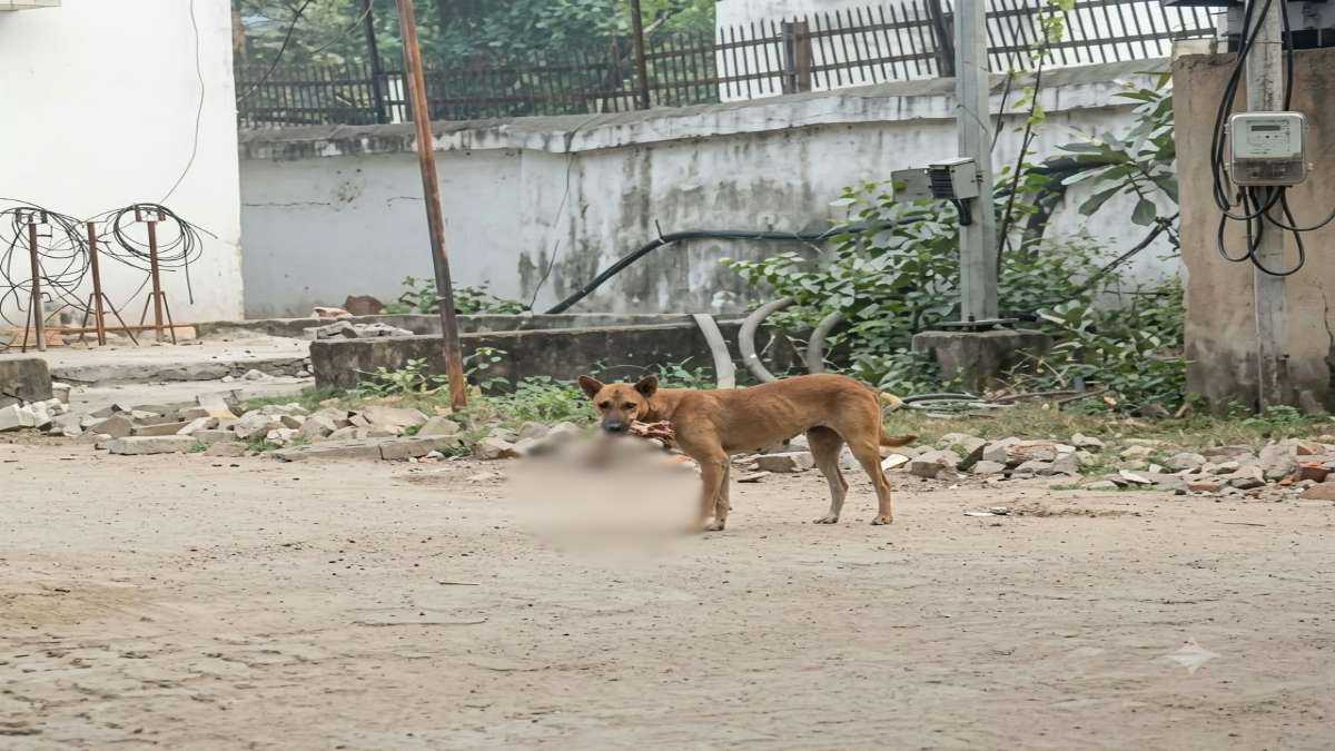 कुत्ते के मुंह में मिला नवजात का शव
