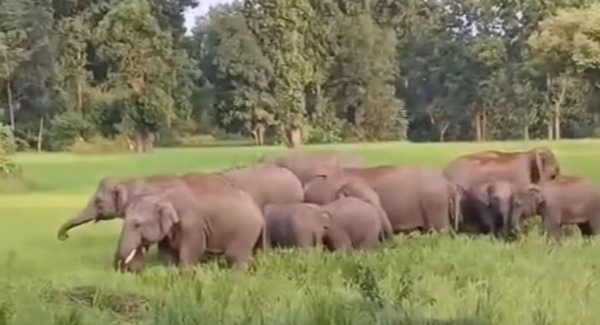 हाथियों का झुंड