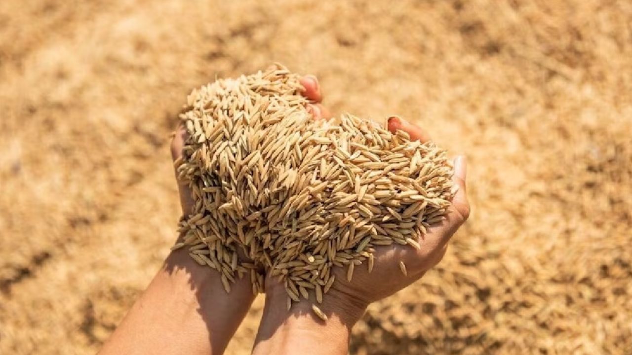 धान खरीद