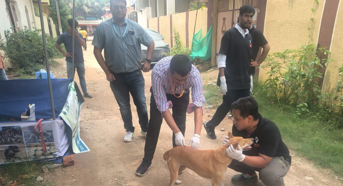स्ट्रीट डॉग्स