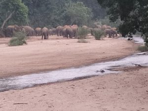 35 हाथियों का झुंड